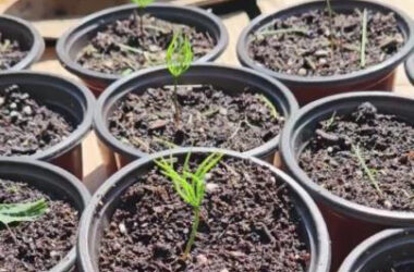 White pine tree seedlings